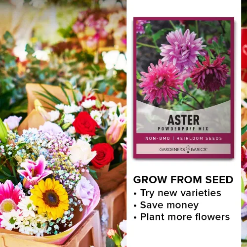 Miniatura 7 de Gardeners Basics Aster Powderpuff Mix Semillas de flores