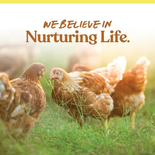 Miniatura 8 de Manna Pro Ultimate Chicken Scratch Feed, Alimento de Grano Nutritivo Rico en Nutrientes para Pollos y Aves de Corral, Mezcla Natural Multigrano