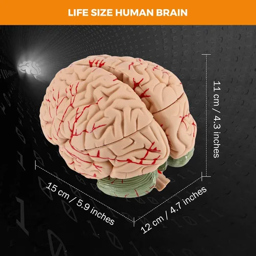 Miniatura 3 de BEAMNOVA Modelo de cerebro humano con vasos, modelo de anatomía de tamaño real de 8 partes desmontable con imanes, herramienta de enseñanza