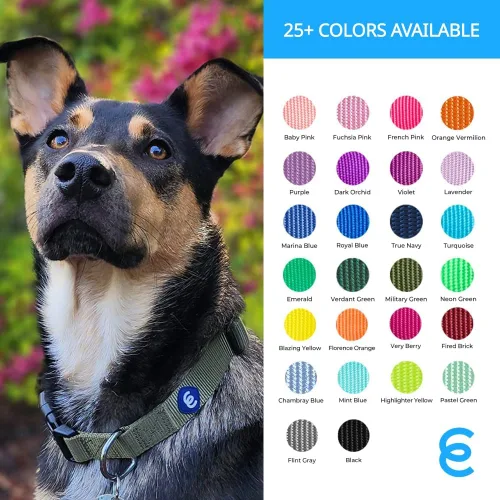 Miniatura 5 de Blueberry Pet Essentials - Collar ajustable para perro en turquesa Collares para perros medianos y grandes Nylon ecológico para cachorros machos