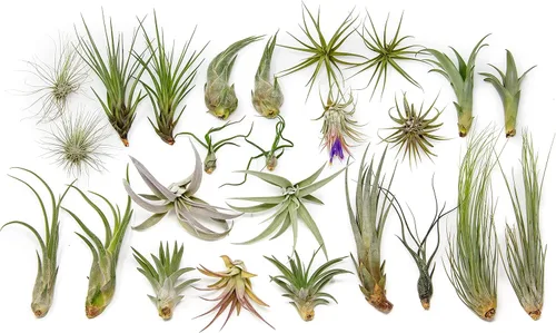 Miniatura 7 de Paquete de bolsas de agarre, plantas de aire pequeñas y medianas, paquete de fertilizantes, al por mayor, a granel, Tillandsia viva, planta