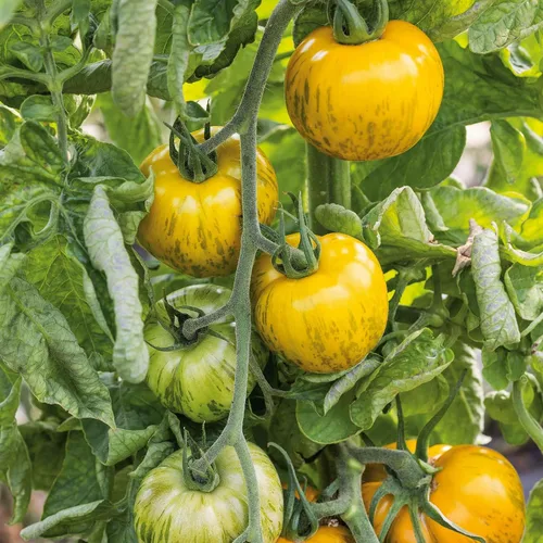 Miniatura 33 de Eden Brothers Semillas de tomate – Semillas de caqui sin OMG para plantar, paquete Semillas de vegetales de bajo mantenimiento, plantas durante