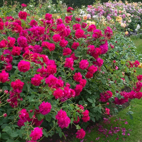 Miniatura 2 de Rosas arbustivas inglesas de reliquia, planta de raíz propia viva para jardín al aire libre, Thomas à Becket®, muy fragantes, zonas de rusticidad