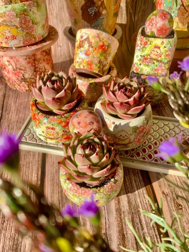 Miniatura 5 de Echeveria Agavoides - Kit de suculentas de dragón azul, con maceta de plástico, 1 cabeza de 2 pulgadas, planta viva de 2 pulgadas, suelo comprimido