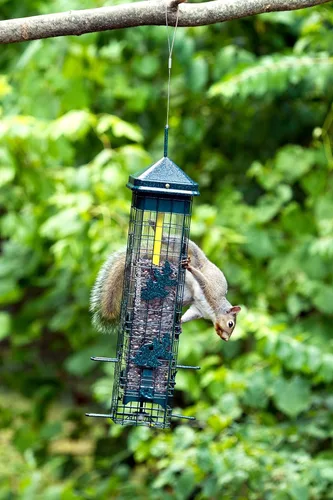 Miniatura 7 de Brome 2004 Squirrel Solution200 (5.5 x 5.5 x 30 pulgadas) Comedero para pájaros antiardillas con 6 puertos de alimentación, 2 qt/3.4 lb de capacidad