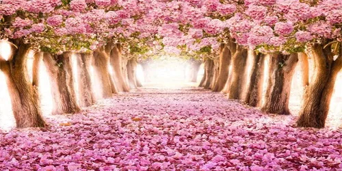 Miniatura 10 de AOFOTO Fondo de vinilo de flores de cerezo de primavera de 7 x 5 pies, diseño de flores rosadas, árbol de pétalos florales, boulevard, fotografía