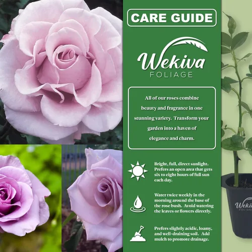 Miniatura 2 de Lagerfeld Rose Bush - 4 plantas de inicio en macetas de 2 pulgadas - Rosa herencia bellamente fragante de Florida - Una belleza versátil con una
