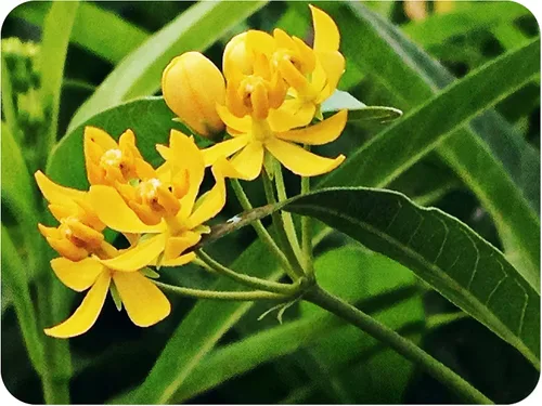 Milkweed Yellow Semi Tropical Planta viva Perenne Mariposa Jardín Anfitrión Asclepias Starter Size 4 Inch Pot Emerald TM