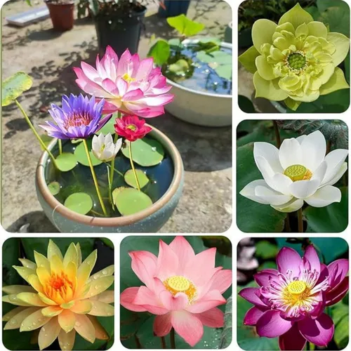 Más de 30 tazones de semillas de loto bonsái para plantar semillas de flores de lirio acuático, semillas de plantas sin OMG, semillas de jardín