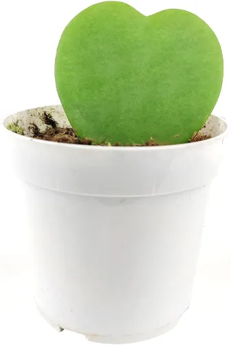 Miniatura 3 de Epiphyllum Anguliger Fishbone Cactus (4 pulgadas + maceta de plástico), planta de interior saludable y apta para mascotas, fácil de cuidar