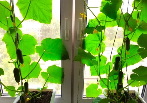 Miniatura 3 de Semillas de pepino de interior F1 Semillas para plantar en interiores Planta anual de 10 semillas
