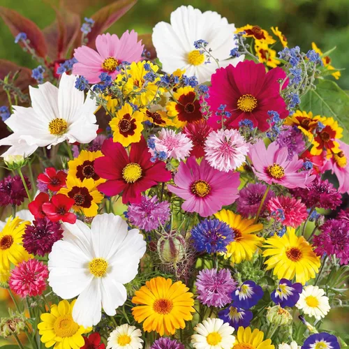 Miniatura 16 de Eden Brothers Crazy for Cosmos - Semillas mixtas de flores de cosmos para plantar, 50 lb, más de 24,000,000 semillas con Cosmos Gloria, Pinkie
