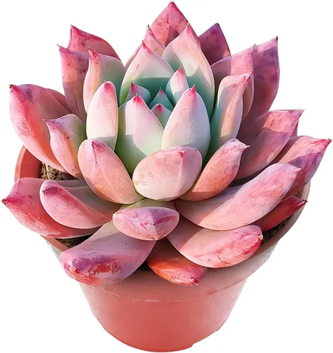 Miniatura 12 de Sprout N Green Cotyledon Orbiculata cv., Rara planta suculenta viva enraizada en maceta de 4 pulgadas, decoración de boda en interiores y Cotiledón