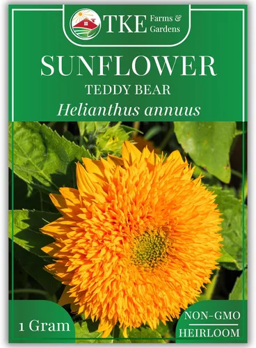 TKE Farms & Gardens - Semillas de girasol de oso de peluche para plantar, más de 30 semillas tradicionales sin OMG, variedad enana, flores tupidas,