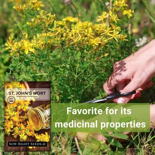 Miniatura 5 de Sow Right Seeds - Semillas de hierba de San Juan para plantar - Herencia sin OMG - Hierba medicinal fácil de cultivar - Ideal para jardines