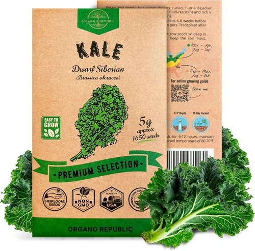 Miniatura 7 de Organo Republic Paquete de Semillas de Lechuga Hoja de Roble 1 G - Más de 800 Semillas de Lechuga Reliquia Sin OMG para Plantar Verduras en Paquete