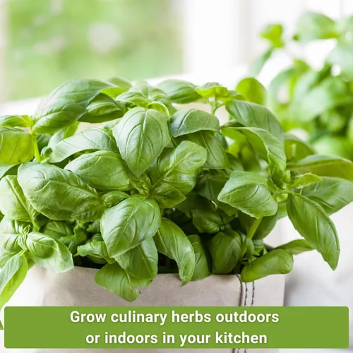 Miniatura 3 de Sow Right Seeds - Colección de 5 semillas de hierbas para plantar - Albahaca genovesa, cebollino, cilantro, perejil italiano y eneldo para plantar