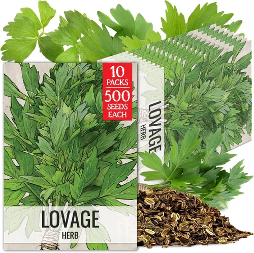 Miniatura 10 de Seed Needs Semillas de apio para plantar hierbas culinarias tradicionales sin OMG, 2 paquetes