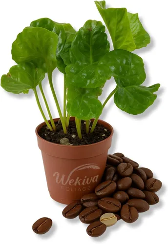 Planta de café – 1 planta de inicio vivo – Coffea Arabica – Hermosa planta de interior de fácil cuidado para el patio y jardín comestibles