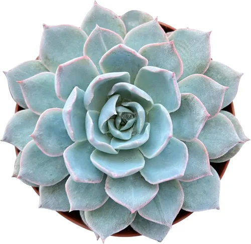 Miniatura 15 de Sprout N Green Echeveria agavoides 'Lipstick', suculenta viva totalmente arraigada en maceta de inicio de 4 pulgadas, planta de casa para interiores