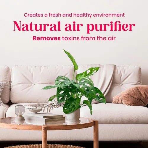 Miniatura 6 de BubbleBlooms Planta de queso suizo Monstera Adansonii, vive en una maceta de 4 pulgadas por BubbleBlooms