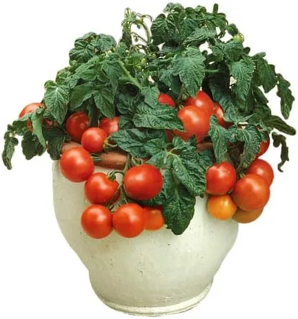 Más de 30 semillas de tomate Red Robin Enano Determinadas Heirloom No OGM Dulce y Sabroso Bajo Ácido Raro Mini, Lycopersicon lycopersicum, de