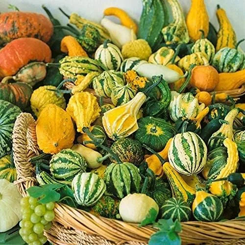 Semillas de calabaza para plantar (10 semillas) – Semillas exóticas y difíciles de encontrar calabaza, calabaza y calabaza – Semillas de huerto