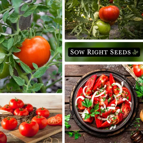 Miniatura 5 de Sow Right Seeds - Semillas de tomate Beefsteak para plantar - Paquete de reliquia sin OMG con instrucciones para plantar un jardín de vegetales