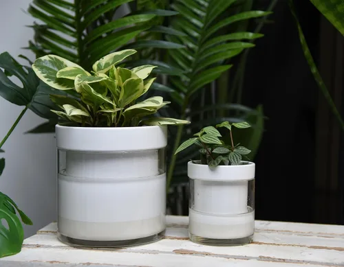 Miniatura 5 de Maceta Phoenix Vine de 6 Pulgadas 4 Pulgadas de Auto-Riego, Macetas de Arcilla de Terracota Blanca con Depósito de Vidrio para Plantas