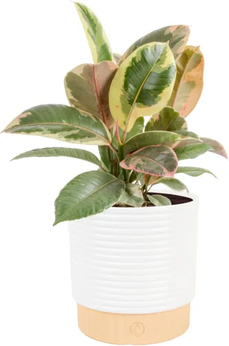 Miniatura 11 de Costa Farms Árbol de higuera de hoja de violín, Ficus Lyrata vivo de 3 a 4 pies, purificador de aire, grande, fácil de mantener, planta de piso