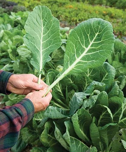Miniatura 2 de UtopiaSeeds Georgia Southern Collard Seeds - Deliciosas verduras - Semillas de col