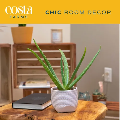 Miniatura 3 de Costa Farms Planta de aloe vera, suculenta viva, planta de interior de fácil cuidado en maceta de cultivo, purificador de aire de habitación, mesa