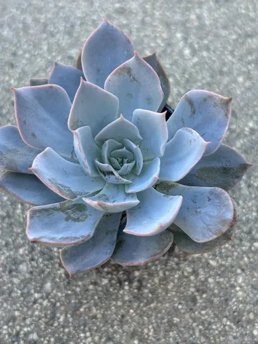 Miniatura 4 de Echeveria Desmetiana - Planta suculenta viva, maceta de 2 pulgadas, totalmente enraizada, azul-verde con bordes rosados, decoración para el hogar