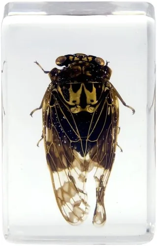 Miniatura 4 de Celestron Bugs 3D reales en resina transparente - Juego de 4 piezas incluye espécimenes de escorpión, cigarrilla, tejedor de orbes y escarabajos