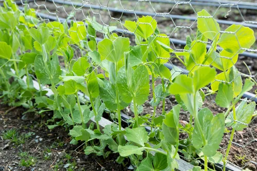 Miniatura 3 de Earthcare Seeds Pea Oregon Sugar Pod II Snow Pea 50 semillas (Pisum sativum) reliquia - Polinizado abierto