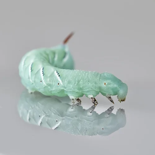 Miniatura 3 de Hábitat prémium para gusanos cuernos – 26-35+ unidades por taza Alimento rico en nutrientes para dragones barbudos, geckos y otros reptiles Chow