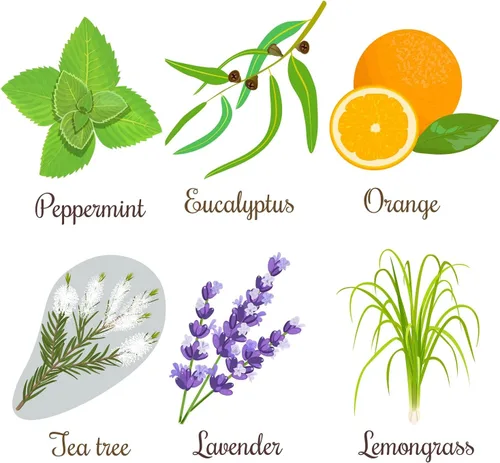Miniatura 2 de Kit de semillas de jardín de aceites esenciales - Cultivo de menta, árbol de té, lavanda, eucalipto, citronela, naranja