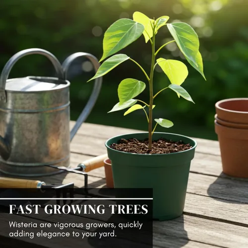 Miniatura 3 de Plántula de árbol de glicina morada – Planta de vid floreciente bien enraizada de 1 año – Árbol trepador de rápido crecimiento para enrejados