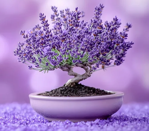 100 semillas de árbol bonsái de lavanda para plantar