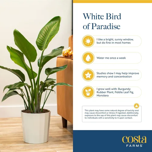 Miniatura 5 de Costa Farms White Bird of Paradise - Planta de interior viva, Strelitzia nicolai, planta tropical extra grande de 4 a 5 pies de alto, planta