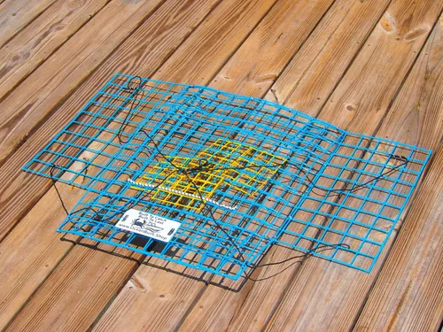 Miniatura 3 de Massachusetts - Trampa plegable para cangrejos azul, malla de alambre de metal resistente, diseño plegable plegable, 15 x 15 x 7 pulgadas