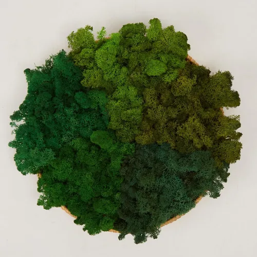 Miniatura 33 de Musgo de Reno Preservado Verde Natural Kit de Bricolaje Arte de Jardinería Decoración de Pared Decoración de Floristería Decoración de Mesa