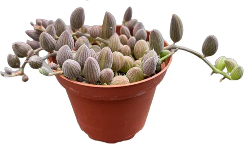 Miniatura 18 de Suculentas vivas Othonna Capensis Collar de Rubí (4 pulgadas), plantas suculentas totalmente enraizadas en macetas con tierra, planta