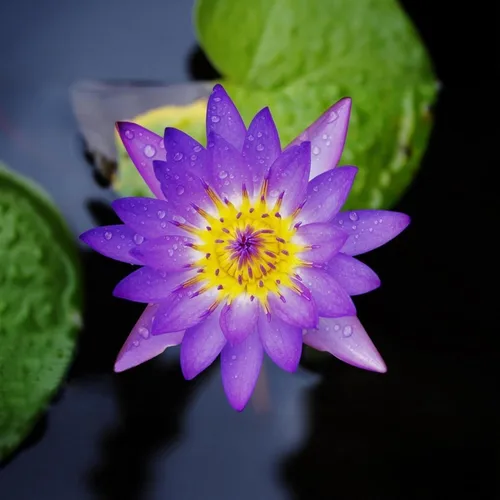 Miniatura 2 de 160 semillas de loto de colores mixtos para plantar, loto bonsái sin OMG, flor de lirio de agua, plantas acuáticas de fácil cultivo para estanques