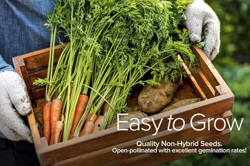 Miniatura 4 de Gardeners Basics Semillas de hortalizas de invierno, otoño y primavera para plantar Cultivos de clima fresco 8 variedades: guisantes de azúcar