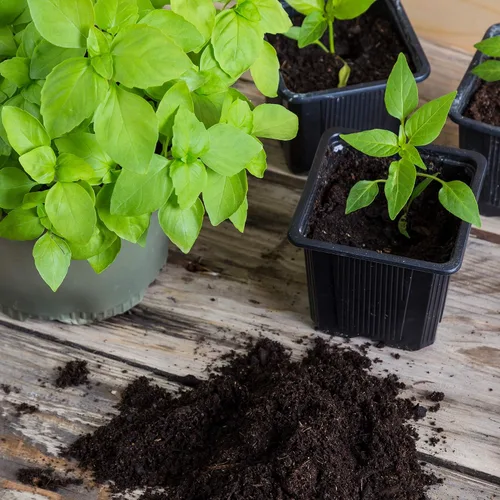 Miniatura 6 de Minute Soil - Medio de cultivo de fibra de coco comprimida - discos de 3.937 in - Paquete de 10 = 4.25 galones de tierra para macetas - Jardinería
