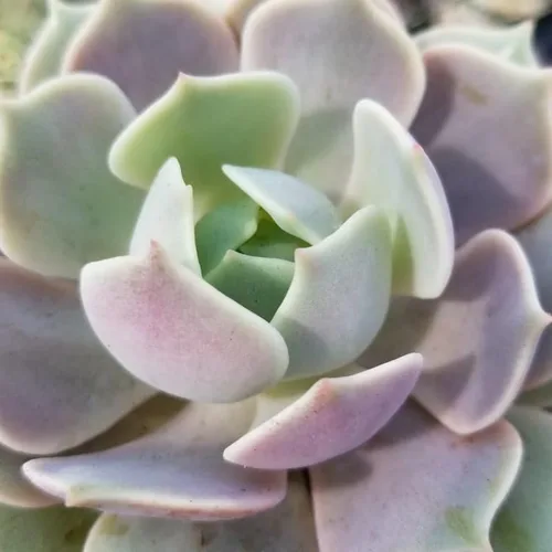 Miniatura 4 de Echeveria Suculents Plantas vivas para plantar, suculentas de Echeveria vivas, plantas de Echeveria vivas, suculentas de Echeveria vivas, suculentas