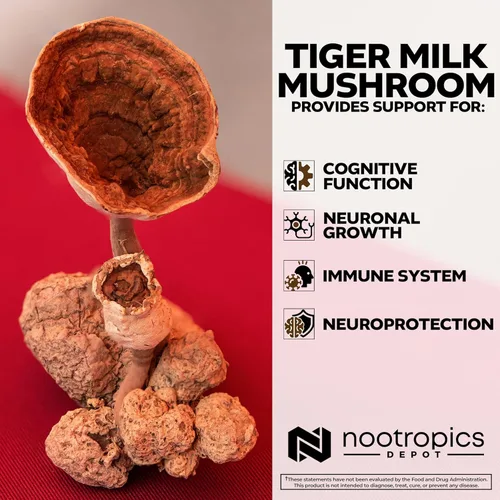 Miniatura 4 de Nootropics Depot Cápsulas de hongos con leche de tigre 300 mg 60 unidades Lignosus rhinocerus esclerotium Cognición, histamina y apoyo