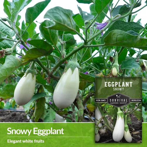 Miniatura 3 de Semillas de berenjena nevada para plantar, berenjena blanca con sabor dulce suave para jardines, contenedores y cultivo de patio, semillas de jardín