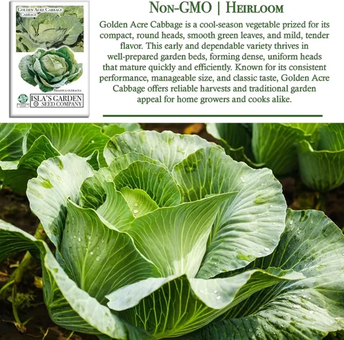Miniatura 3 de Semillas de col Golden Acre (Brassica oleracea) – Más de 1000 semillas de reliquia sin OMG de Isla's Garden Seeds, maduración temprana y cabezas